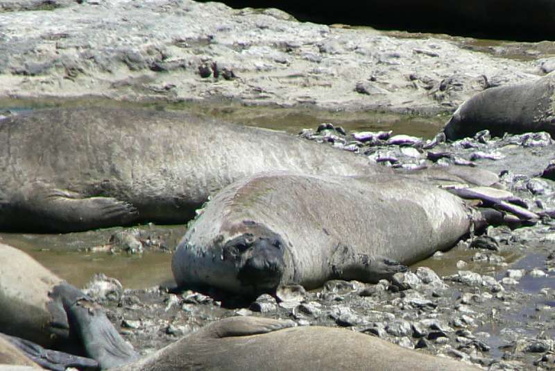 07 Elefanti Marini a Punta Delgada